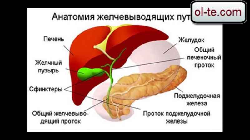 Желчный пузырь печень пищеварительные железы. Схема желчевыводящих протоков. Строение печени и желчного пузыря. Желчный пузырь и протоки анатомия. Протоки желчного пузыря схема.
