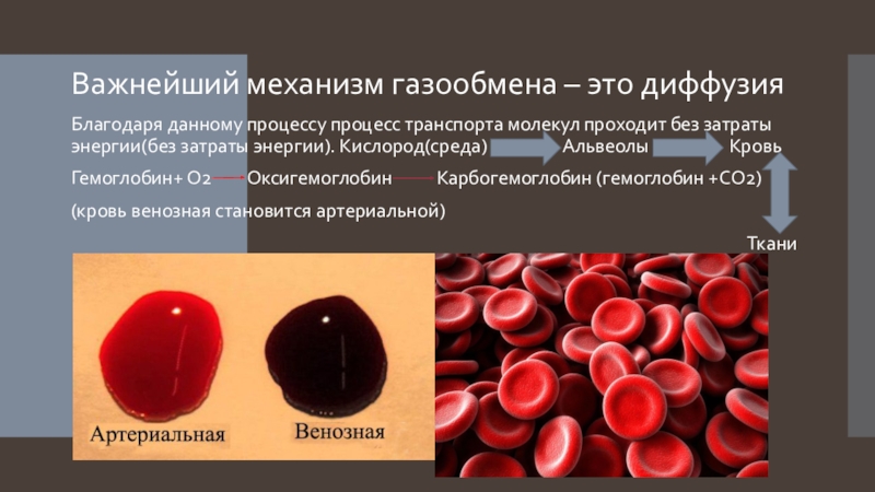 Изменения гемоглобина в крови. Гемоглобин кислород о2 оксигемоглобин. Гемоглобин и оксигемоглобин. Карбогемоглобин эритроциты. Карбгемоглобин оксигемоглобин.