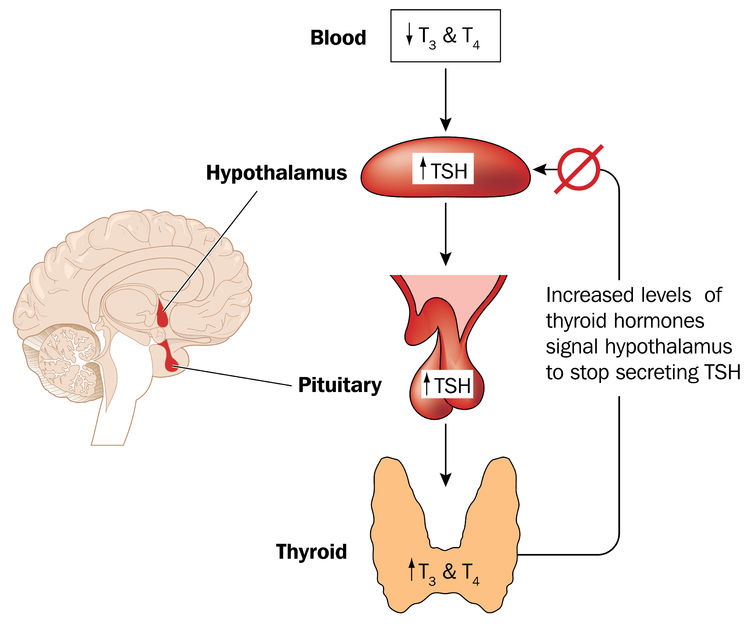 feedback loop controlling thyroid hormone secretion involving the blood hypothalamus and pituitary gland.