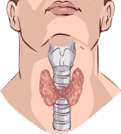 location of thyroid in male