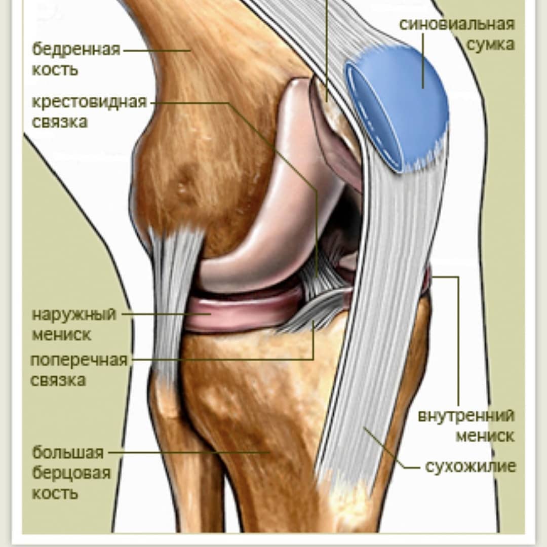 Повреждения мениска коленного сустава как лечить. Крестообразные связки коленного сустава анатомия. Мениски коленного сустава анатомия разрыв. Анатомия связок мениска коленного сустава. Строение колена-мениск анатомия.