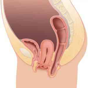 Женские органы в разрезе