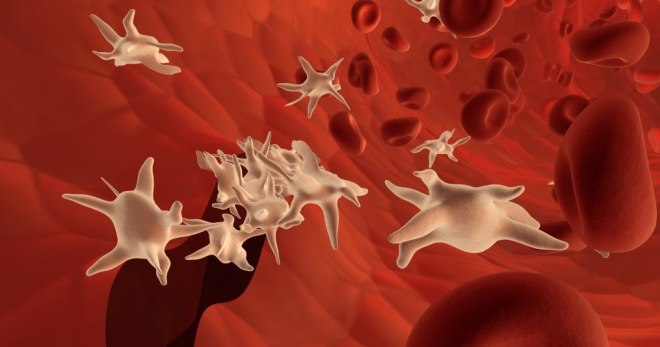 PLT в анализе крови – что это такое, и что влияет на показатель?