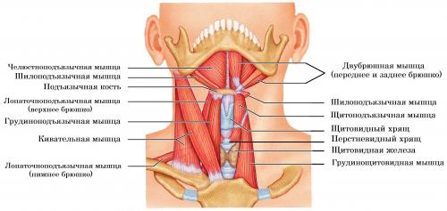 Как выглядит щитовидка на узи. УЗИ щитовидной железы для начинающих (лекция на Диагностере)